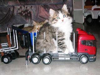 cat on truck