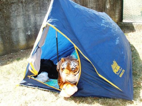 Felino in tenda